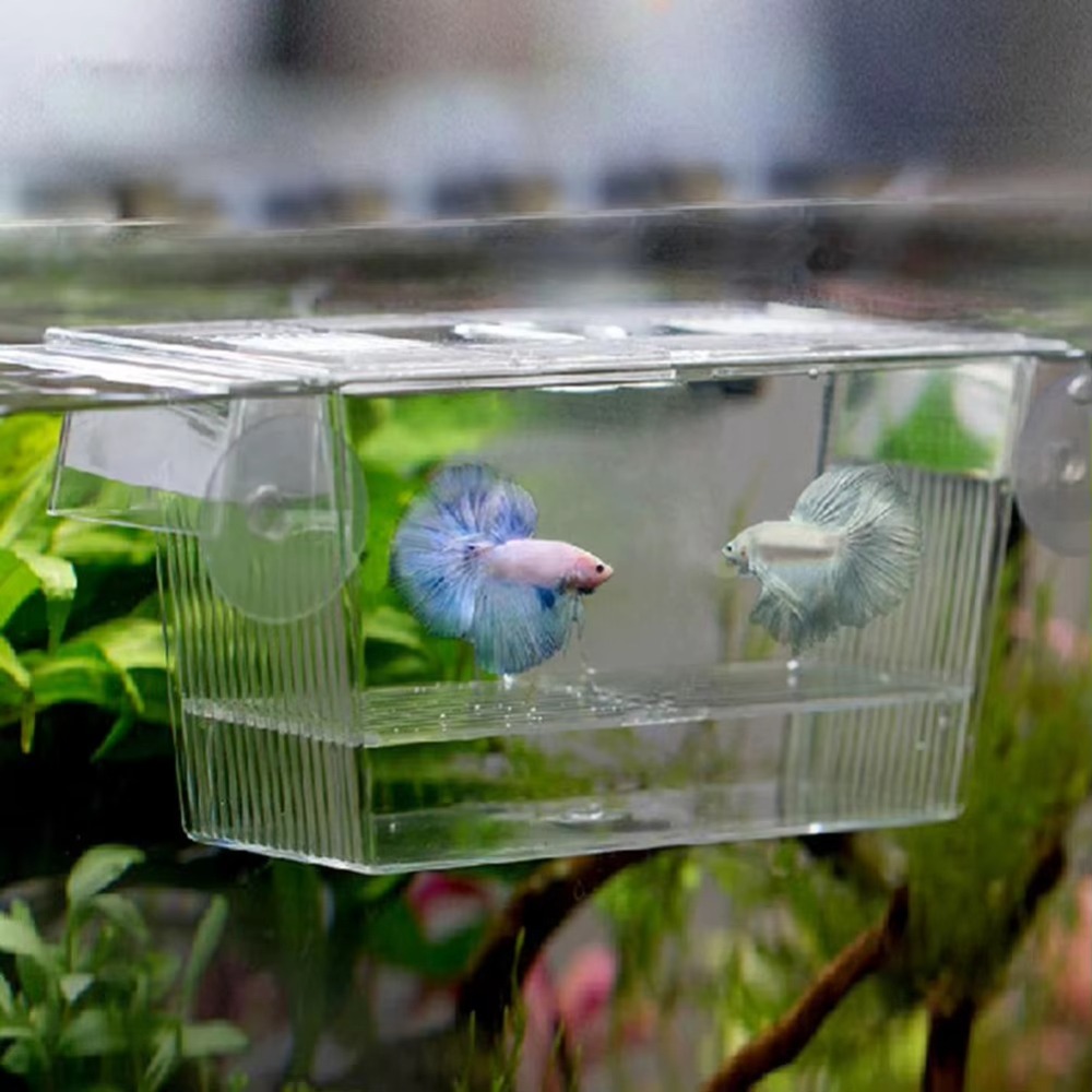 Aquarium Fish Reproduction - 新しいアクリル製水槽繁殖インキュベーター、稚魚育成繁殖ホルダー、隔離ボックス、水槽稚魚飼育箱