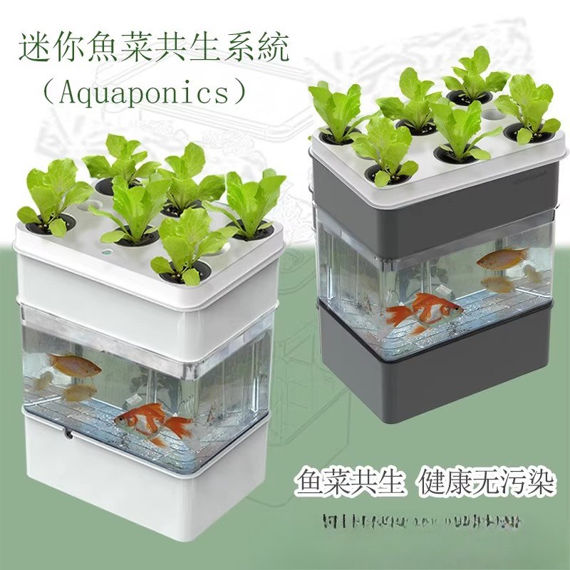 輸出水槽水族館の小さな生態 - Aquarium Fish Exporter のレビューと価格