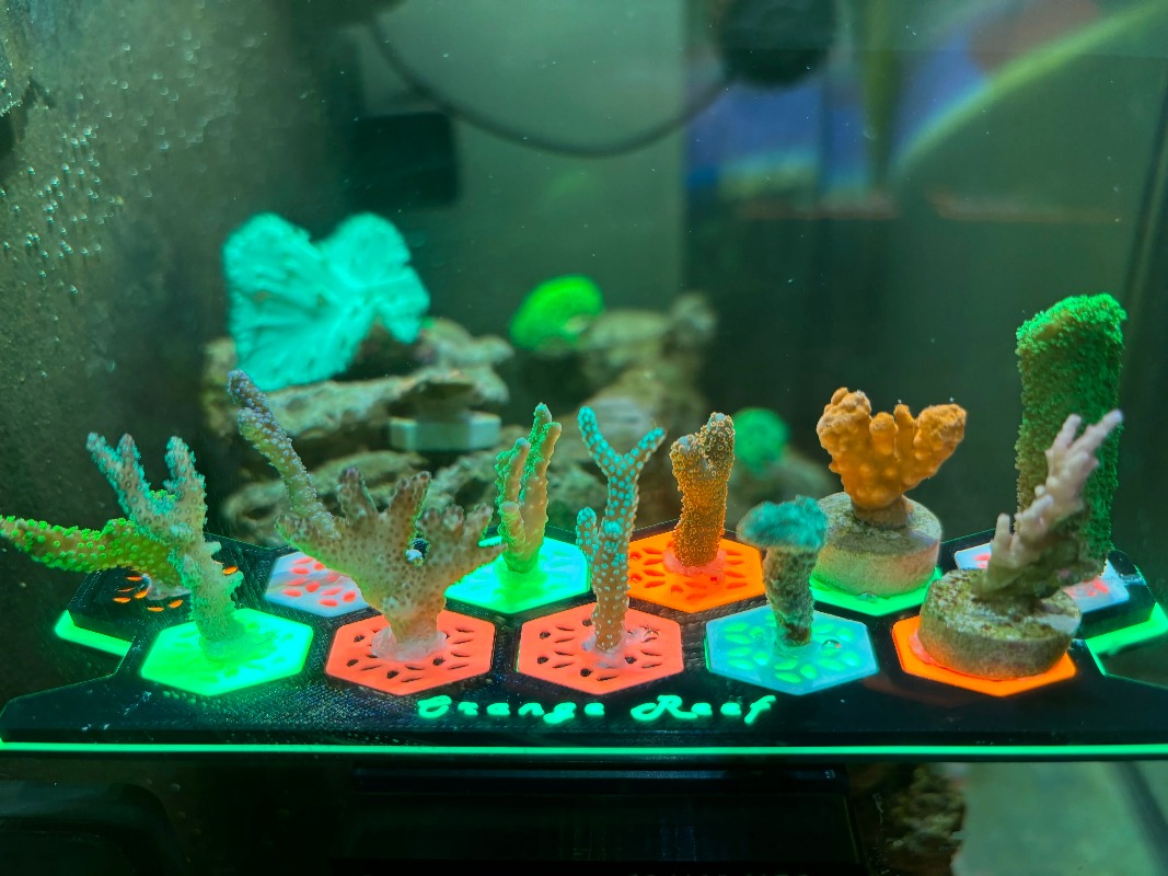 蛍光サンゴフラグプラグ発光サンゴ繁殖ベース水槽装飾品 - Aquarium Fish Reproduction のレビューと価格