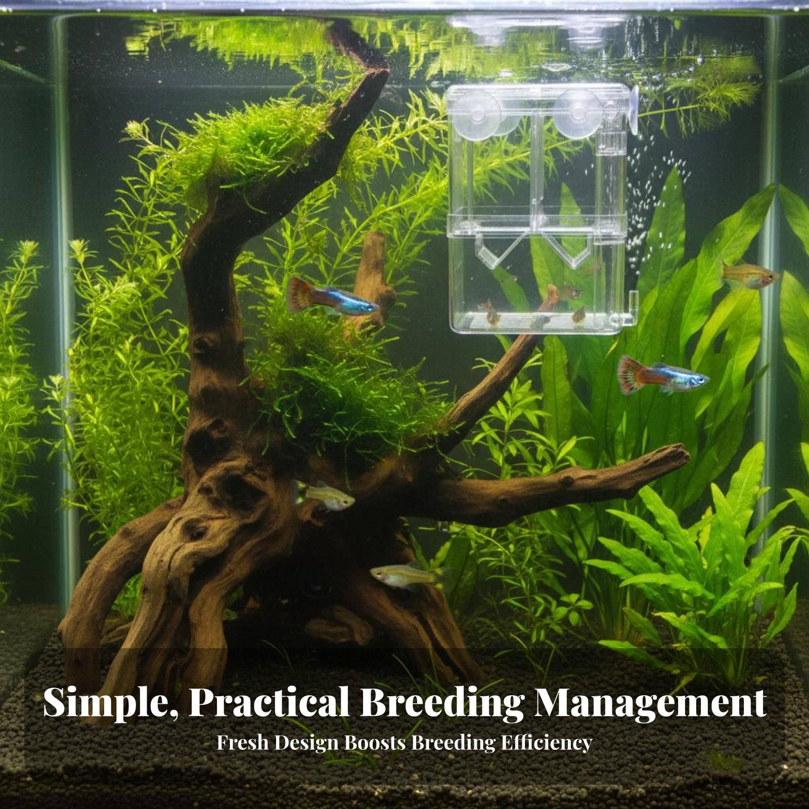 二層水槽飼育タンク稚魚隔離分離器透明孵化箱水槽用品用 - Aquarium Fish In のレビューと価格